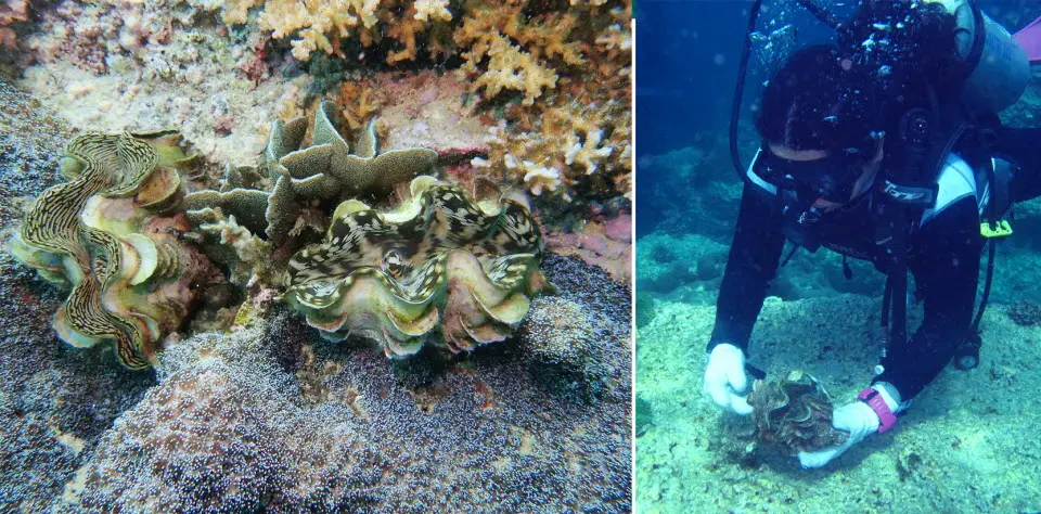 PTTEP scuba diving club organized the conservation activity in Chumporn Sea